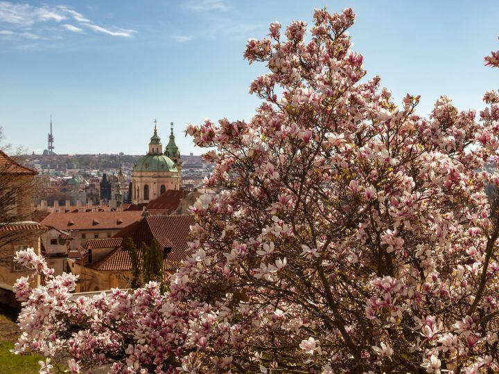 Where to find blooming magnolia trees in Prague  + map