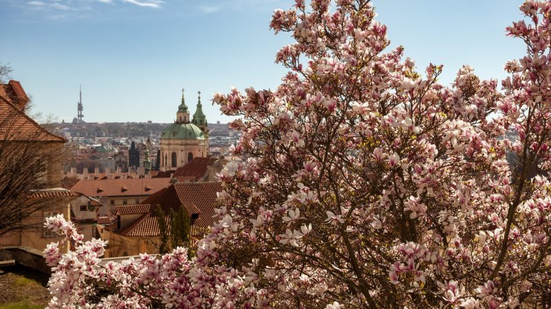 Where to find blooming magnolia trees in Prague  + map