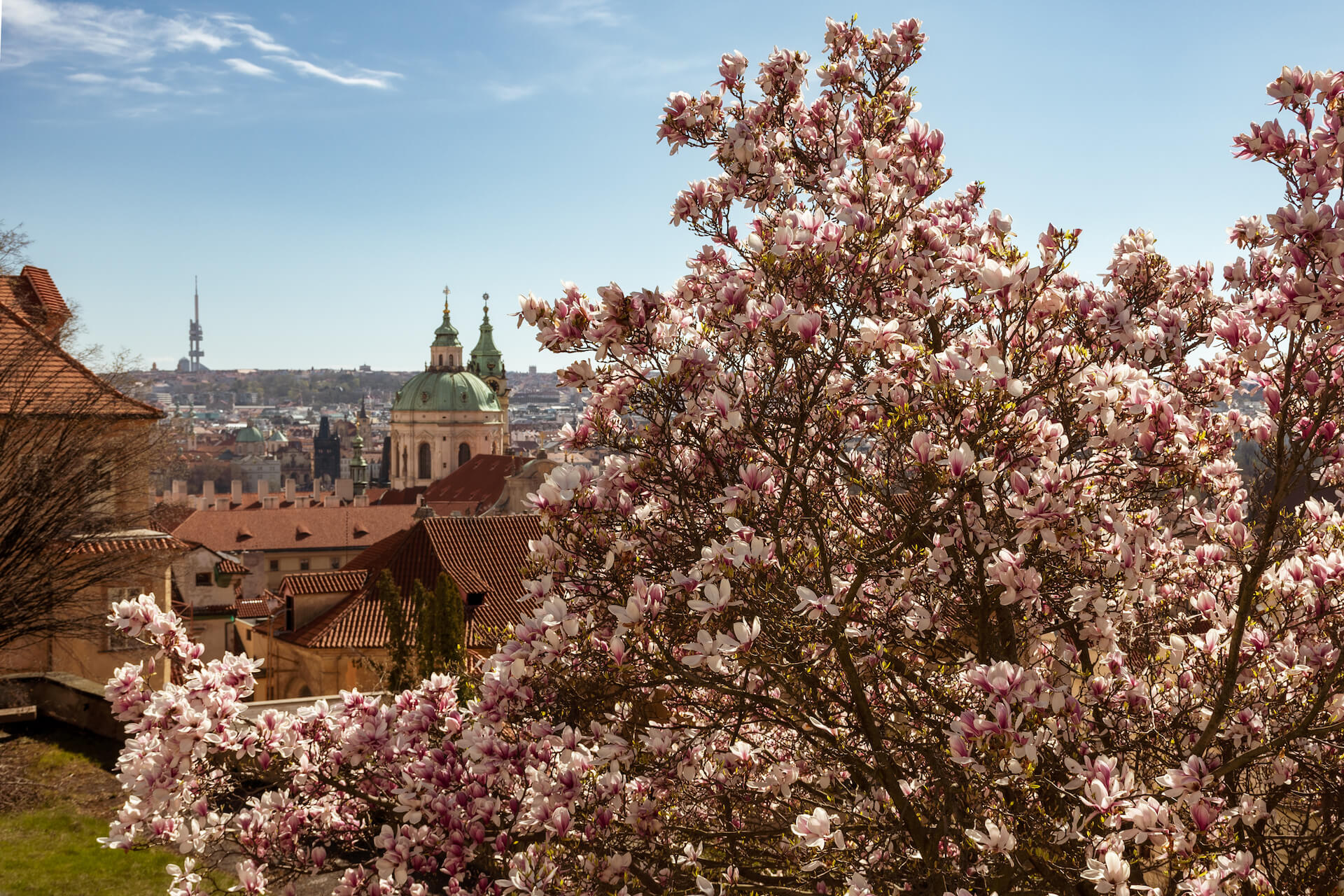 Where to find blooming magnolia trees in Prague  + map